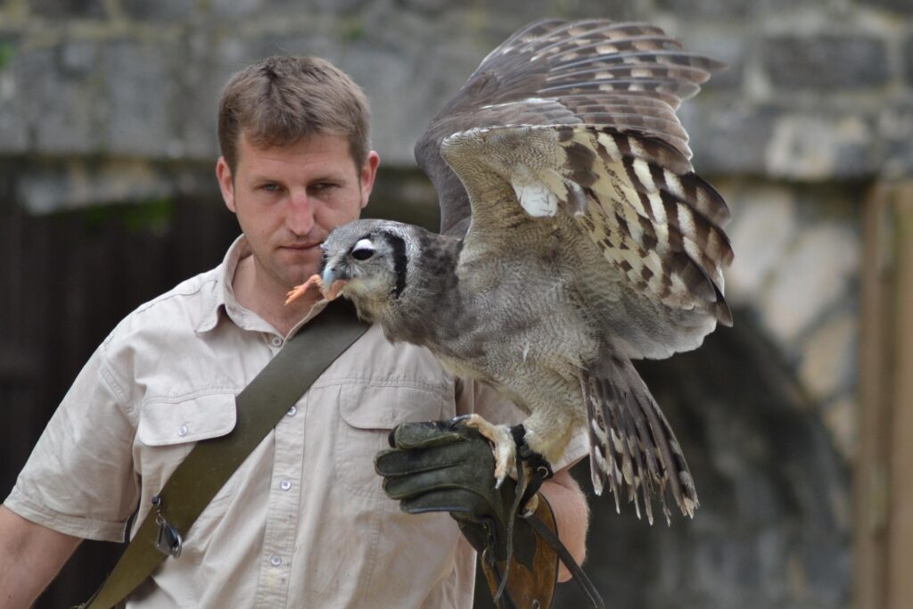 Mann in hellbeigem Hemd mit Handschuh hält einen Greifvogel (Falke) mit weit ausgebreiteten Flügeln, vor einer Steinwand – ruhige Tierdarstellung, hdr-ähnliche Fokussierung.